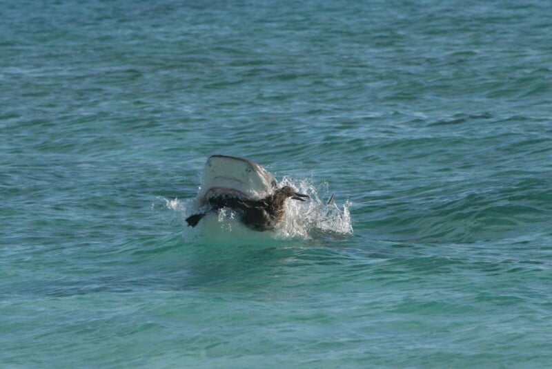 A shark with its mouth open breaks the surface of clear blue ocean water, creating a splash as it emerges.