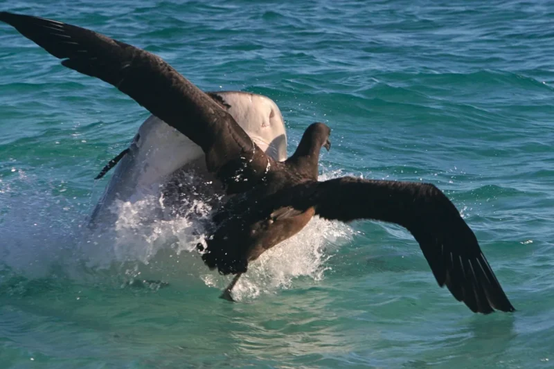 A large bird tries to take off from the water’s surface as a shark emerges, creating splashes in the blue-green sea.