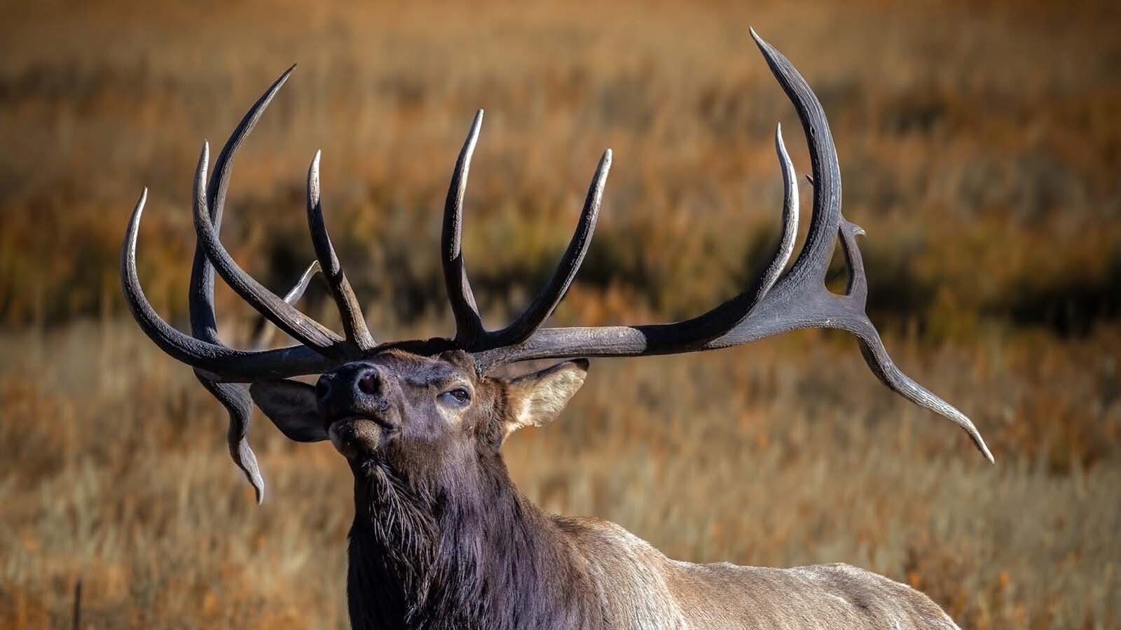 The Split 5 Bull, also called Atlas, was a dominant bull in the huge elk herd that hangs around Estes Park, Colorado. The bull was legally shot by a hunter this fall.