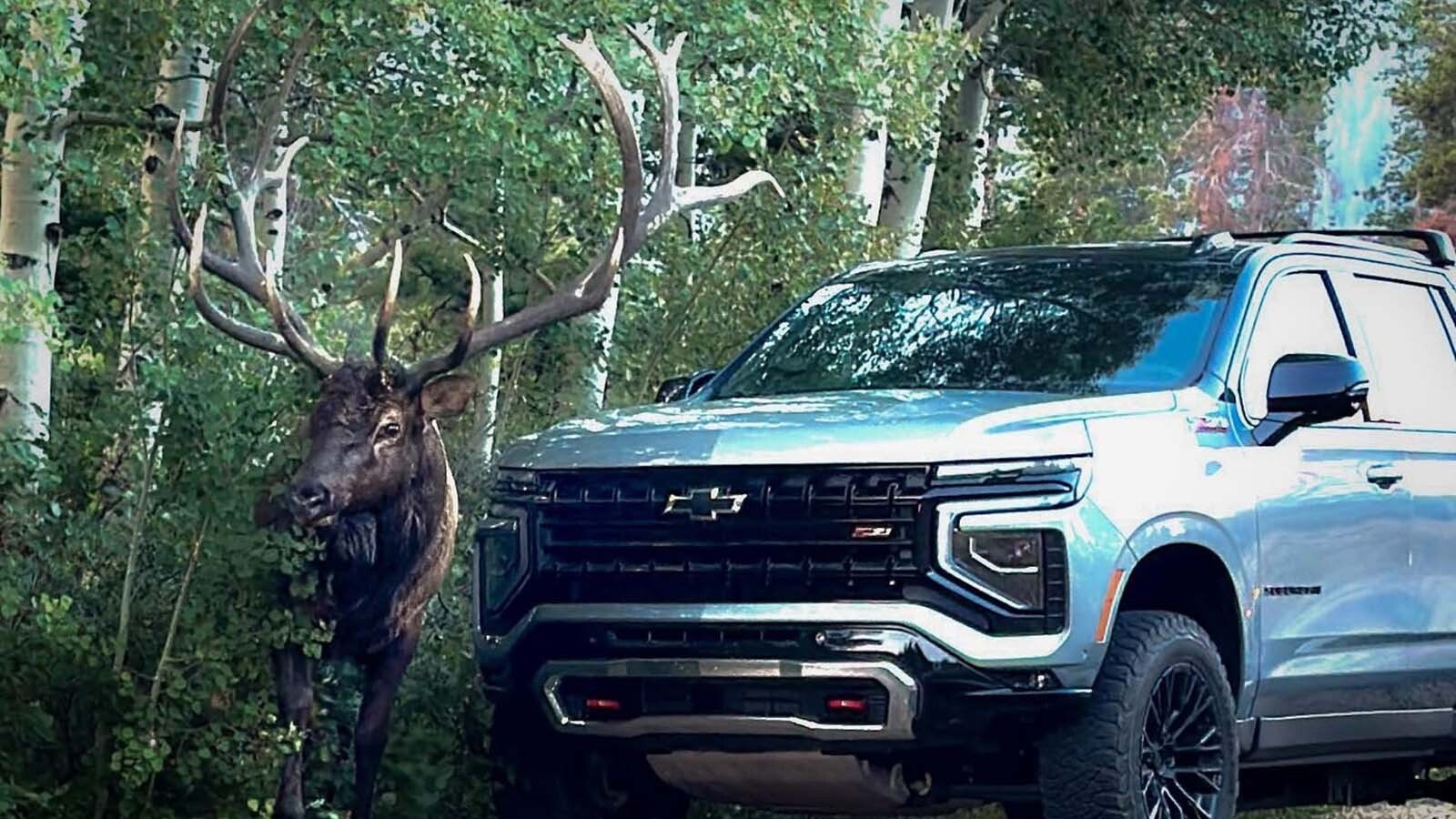 The legendary Split 5 Bull scraped his antlers against wildlife photographer Shane Paul’s Suburban, leaving a dent.