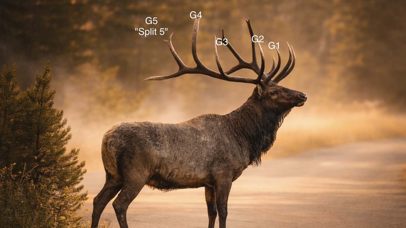 This graph shows how the Split 5 bull got his name, for a split on his G5, or the fifth antler point back.