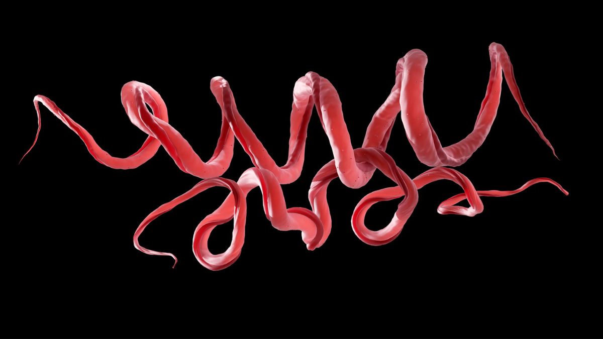 Ancient DNA Reveals Twisted Roots of Syphilis Go Back 5,500 Years : ScienceAlert