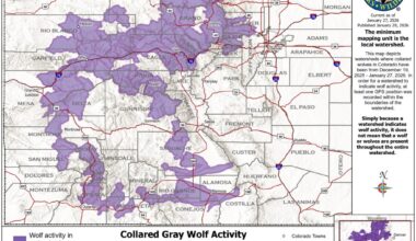 Colorado wolves move back into southwestern part of state, map shows