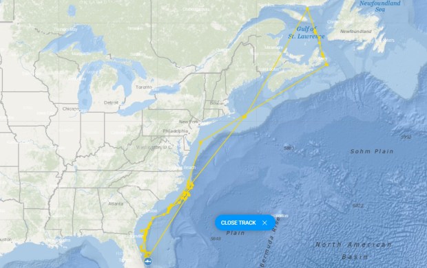this map shows the journey, in yellow, of Contender, a 13-foot 9-inch great white shark as he traveled more than 5,300 miles over the past year before returning to Florida waters. (Courtesy Ocearch)