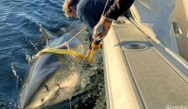 Largest male great white on record returns to Florida waters