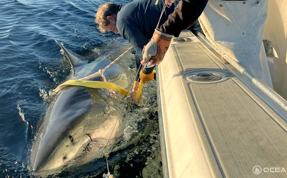 Largest male great white on record returns to Florida waters
