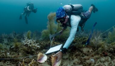 Ten million corals are in the path of Port Everglades dredging project