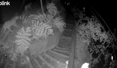 Video of mountain lions roaming through Monte Rio neighborhood