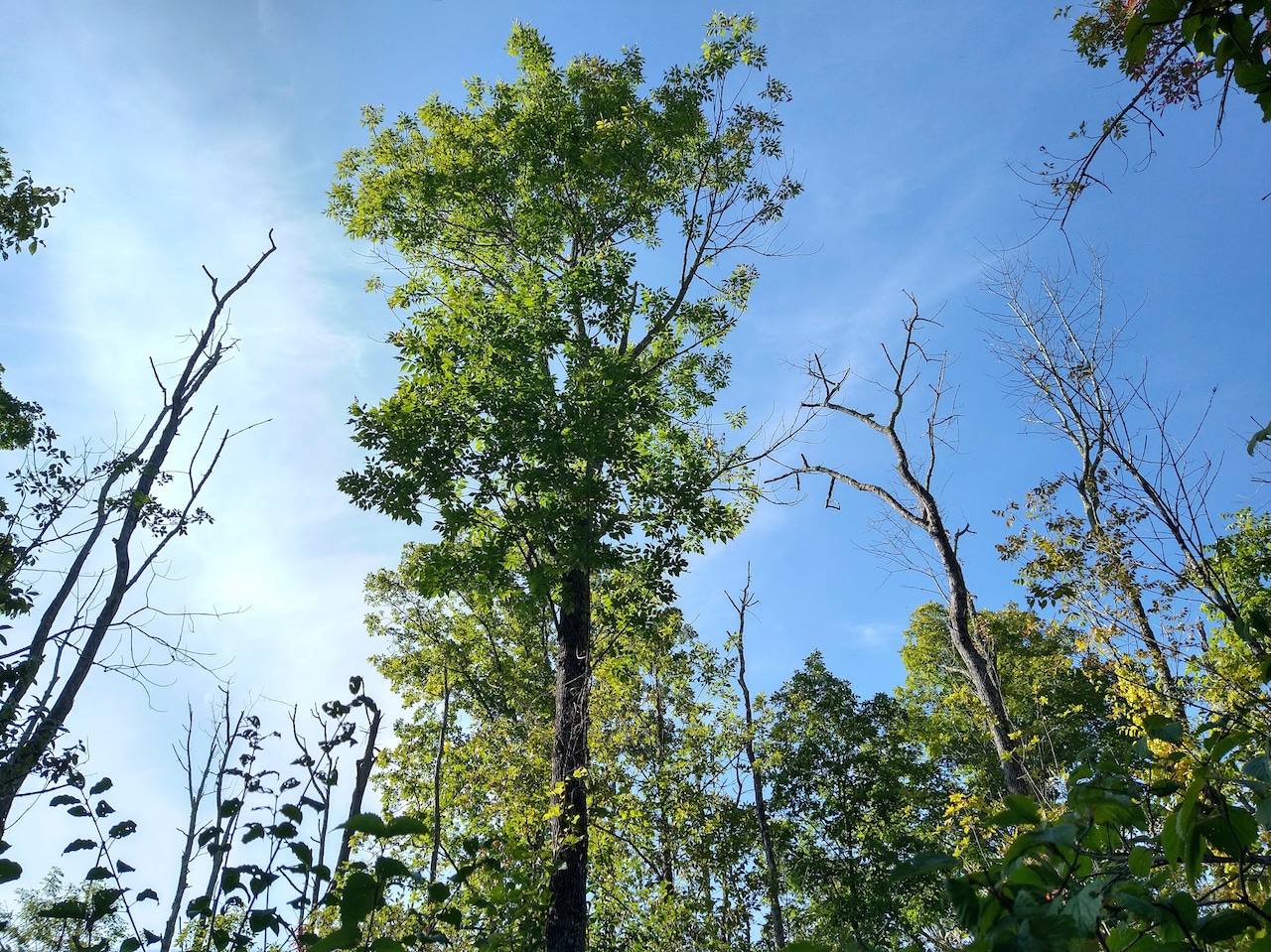 Cornell collects rare ash tree cuttings in race against invasive beetle