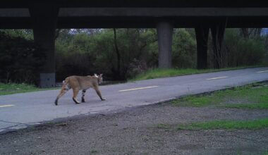 Wildlife corridors planned in South County's Coyote Valley