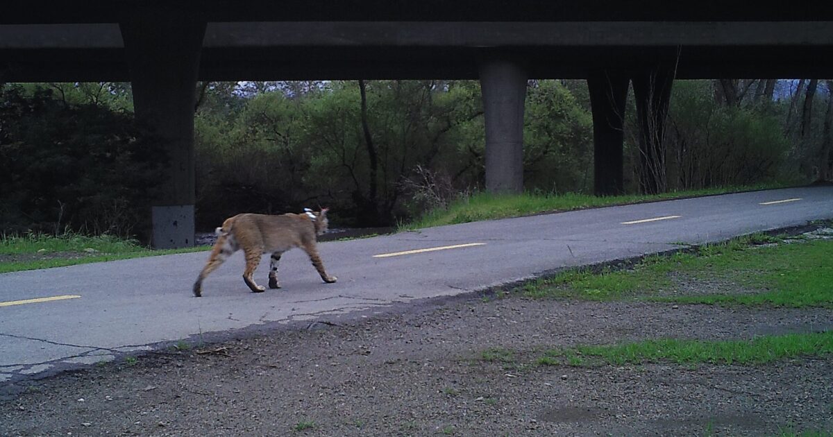 Wildlife corridors planned in South County's Coyote Valley