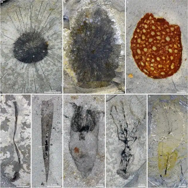 The Fossil Collection Includes Several Bizarre Forms, Notably A Set Of Cnidarians And A Particularly Well Preserved Sponge Visible In The Upper Right Corner.