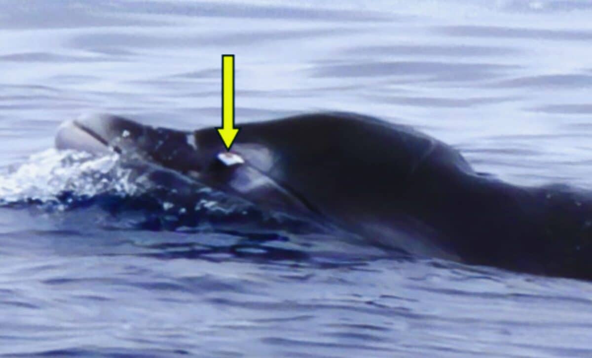The Ocean’s Most Elusive Beaked Whale Has Finally Been Caught On Camera