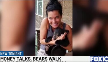 Bear advocates bought permits and paid hunters to surrender tags, limiting kills to 52 of 172 possible