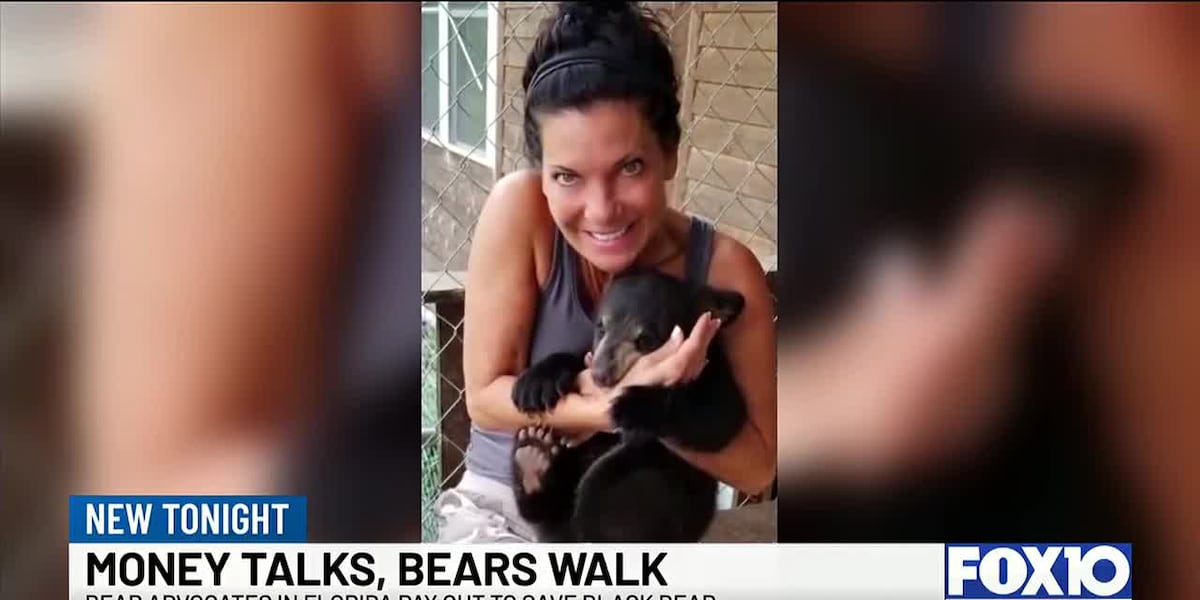 Bear advocates bought permits and paid hunters to surrender tags, limiting kills to 52 of 172 possible