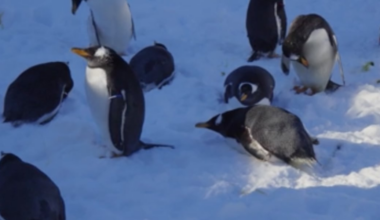 Wonders of Wildlife penguins enjoy snow day