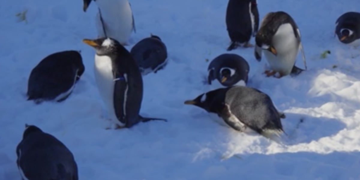 Wonders of Wildlife penguins enjoy snow day