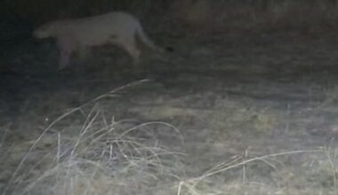 Trail camera captures image of mountain lion in Central Nebraska