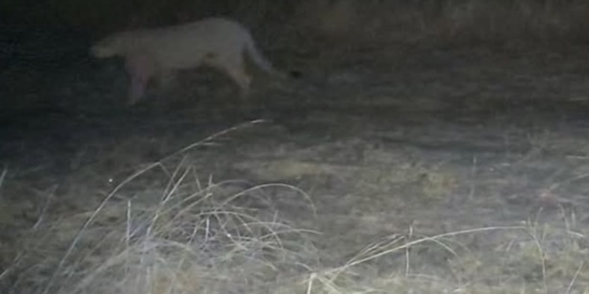 Trail camera captures image of mountain lion in Central Nebraska