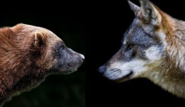 When wolves and wolverines collide: What research says about how these predators may interact in Colorado