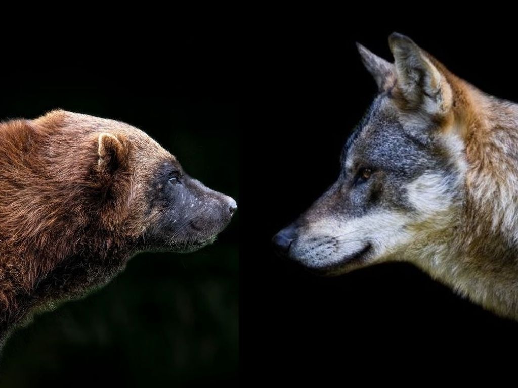 When wolves and wolverines collide: What research says about how these predators may interact in Colorado