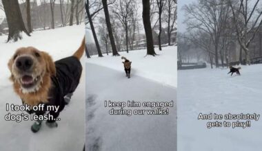 Video Shows What Golden Retriever Does While Walking Without His Leash