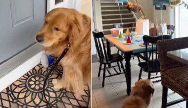 Golden Retriever Is Beyond Excited for Surprise Birthday Party at Grandma’s