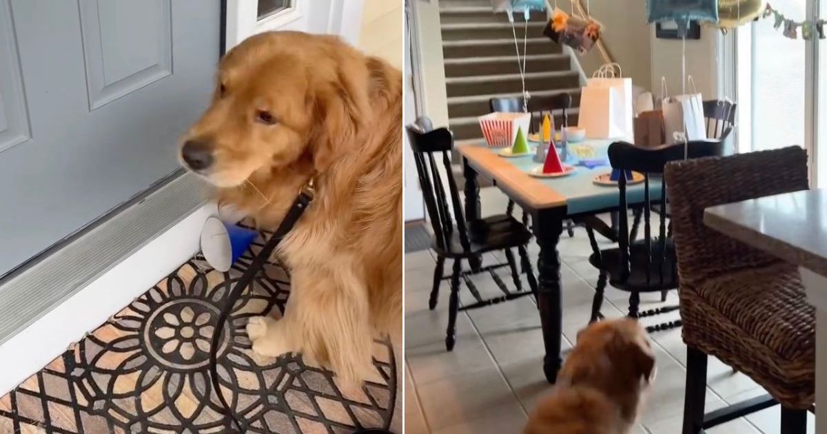 Golden Retriever Is Beyond Excited for Surprise Birthday Party at Grandma’s