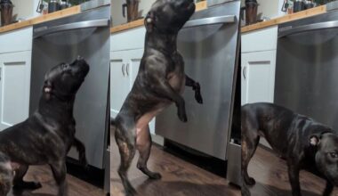 Dog Busts Out Banana Dance in Exchange for a Little Snack in Cute Video