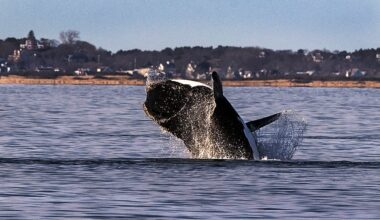 A North Atlantic right whale breached in waters off Provincetown in 2024.