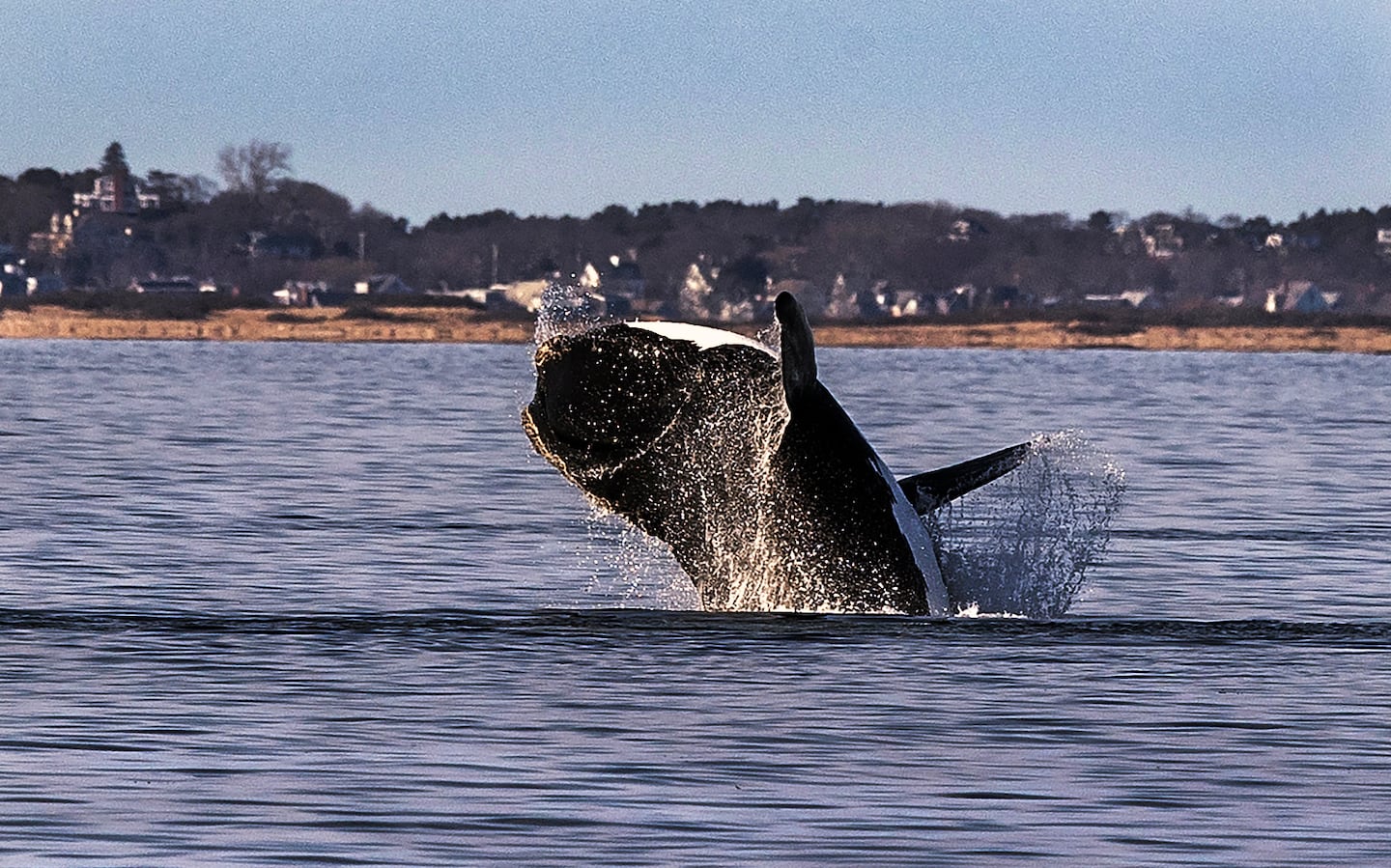 A North Atlantic right whale breached in waters off Provincetown in 2024.