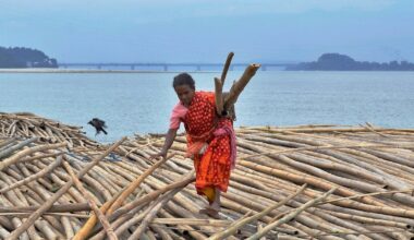 Scientists Say Bamboo May Be the Next Superfood