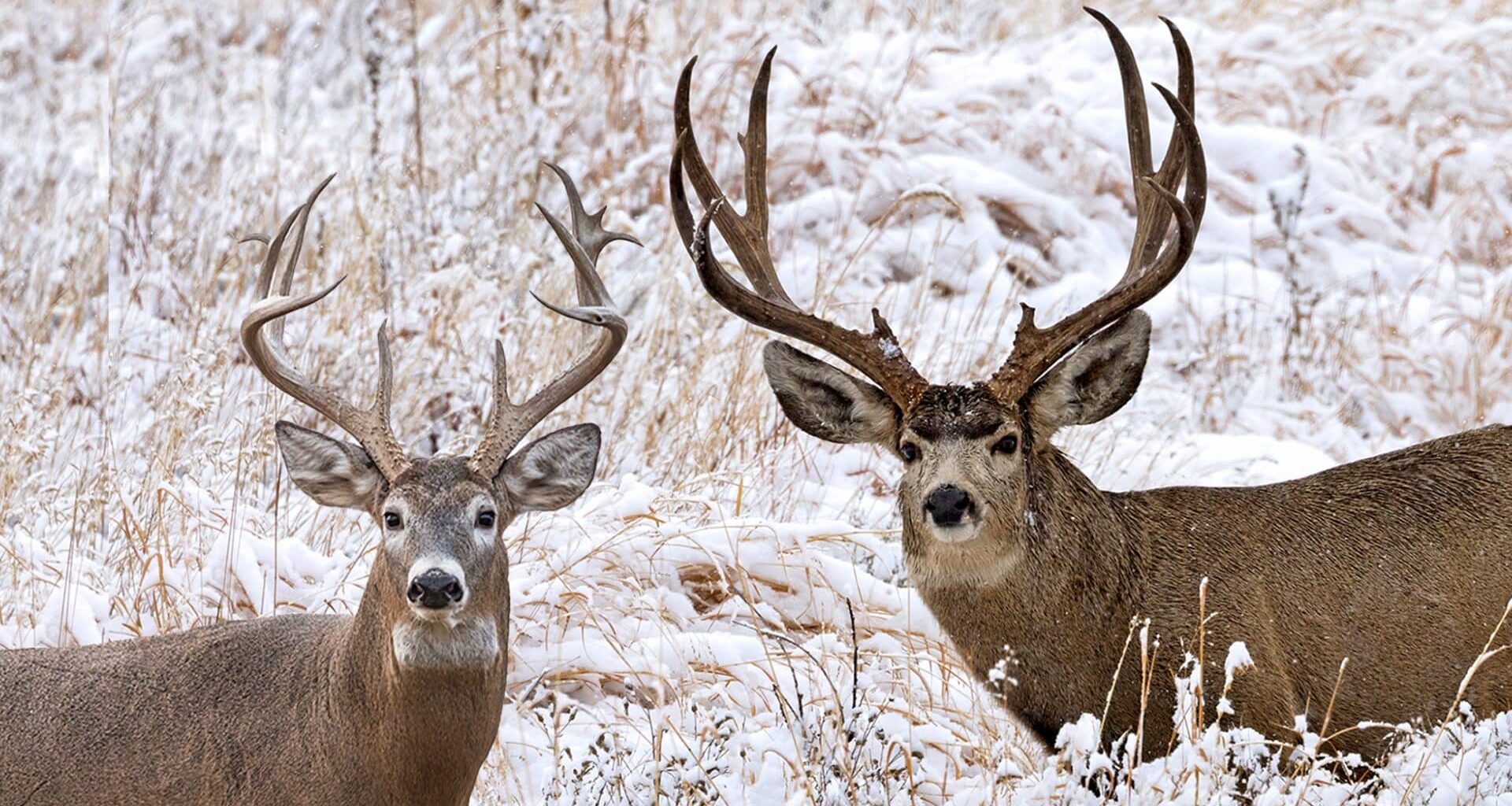 Do animals panic like Alabamians when winter weather looms?