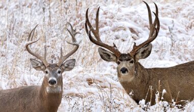 Do animals panic like Alabamians when winter weather looms?