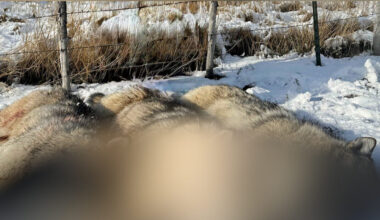 Three wolves were "lethally removed" in Avon on Jan. 9. (Photo courtesy: anonymous)...