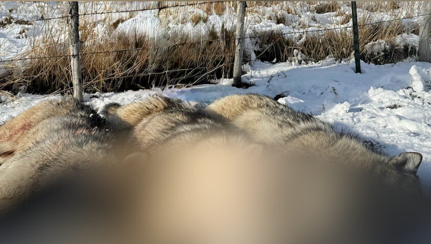 Three wolves were "lethally removed" in Avon on Jan. 9. (Photo courtesy: anonymous)...