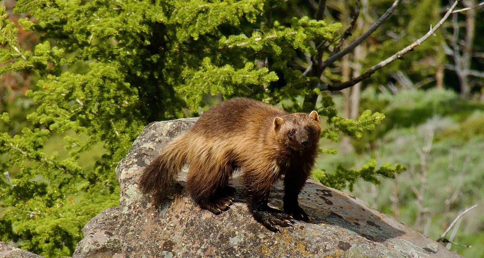 Wolverines are coming back to Colorado, state plan includes roadkill, avalanche chutes