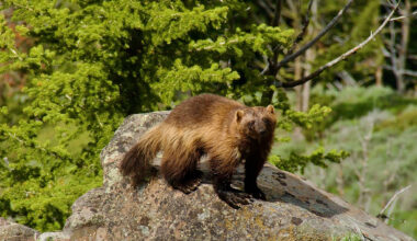 Wolverines are coming back to Colorado, state plan includes roadkill, avalanche chutes