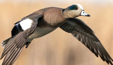 Wigeon_Phil Kahnke1.jpg