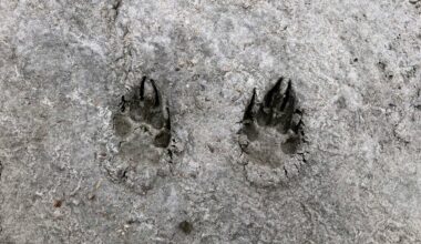 Documents: US Fish and Wildlife backtracked on Colorado wolves