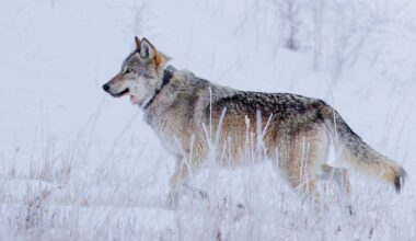 Cowboy State Daily logo