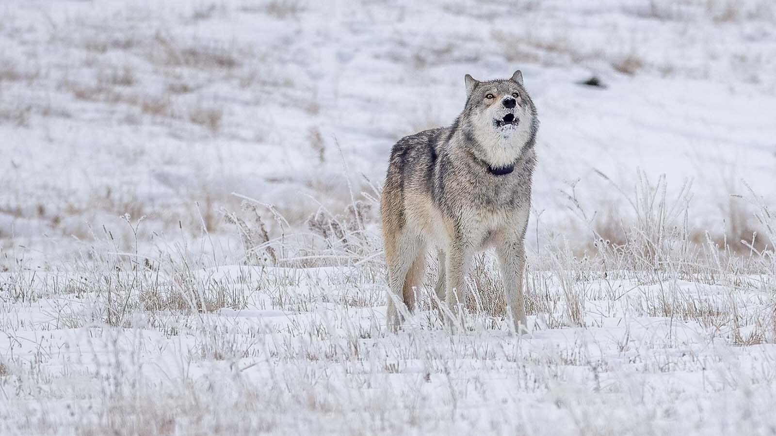 Wolf 1478F was the latest member of Yellowstone National Park’s famed Junction Butte pack to be killed. She’s thought to have been illegally poached in Montana.