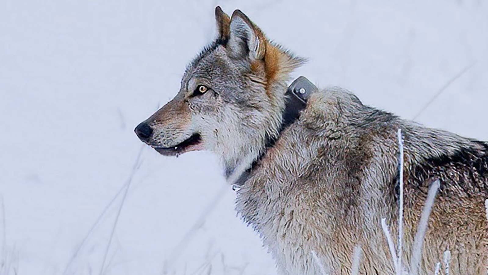 Wolf 1478F was the latest member of Yellowstone National Park’s famed Junction Butte pack to be killed. She’s thought to have been illegally poached in Montana.