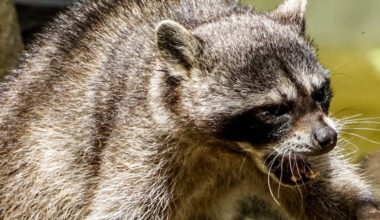 Raccoon found in Staunton tests positive for rabies, officials say