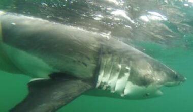 Massive great white shark tracked near Dauphin Island