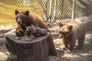 Young bears at the San Diego Humane Society’s Ramona Wildlife Center --Center photo
