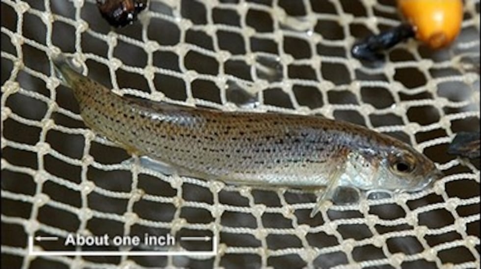 Stippled studfish photo by Philip Gentry