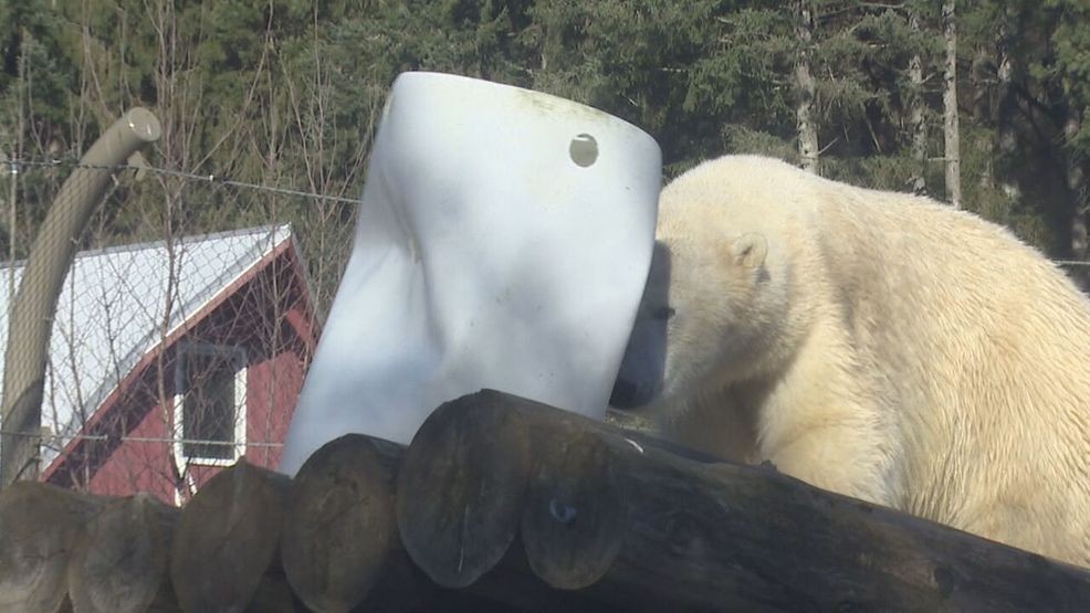 The Oregon zoo has welcomed a new resident, Kallik, a 3-year-old polar bear. Here, Kallik is seen pushing a barrel off of a cliff in his new habitat to play. Portland, Ore.,{ }Jan 21, 2026/Mike Warner, KATU News
