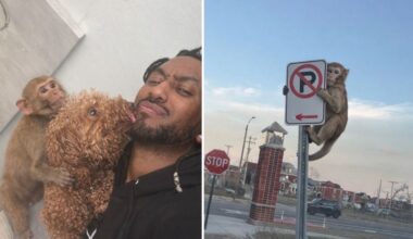 Monkeys, memes and mystery: Did St. Louis’ viral primates ever really exist?