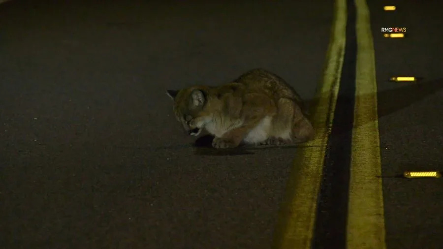 An injured mountain lion cub is seen in the roadway in Castaic before running off. January 2026. (RMG)